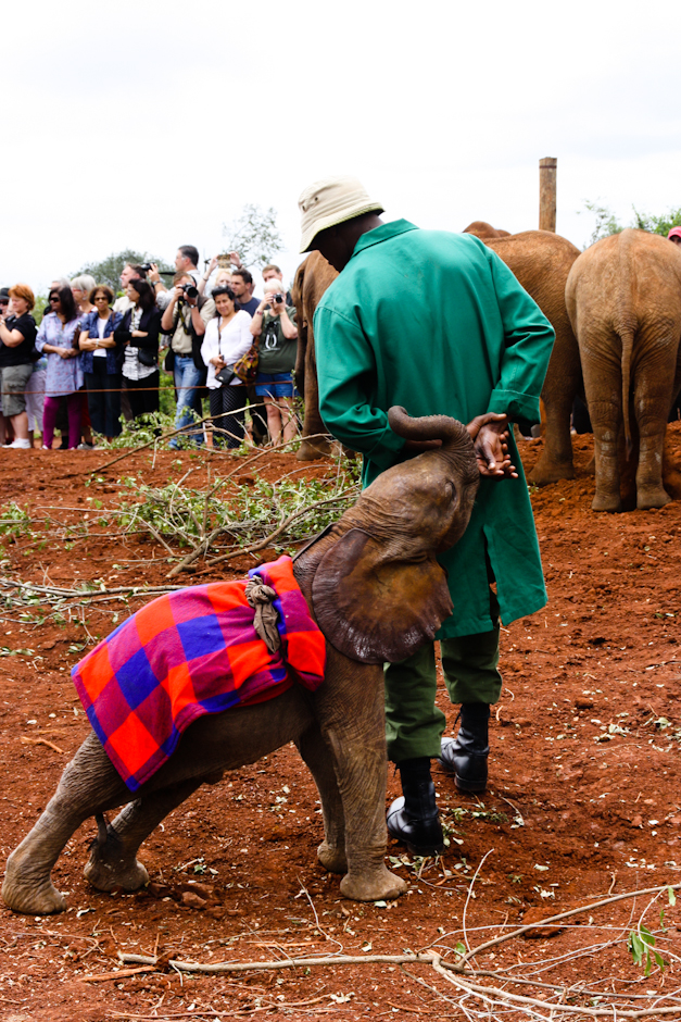 Elefanten-Baby in David Sheldricks Elefantenhaus