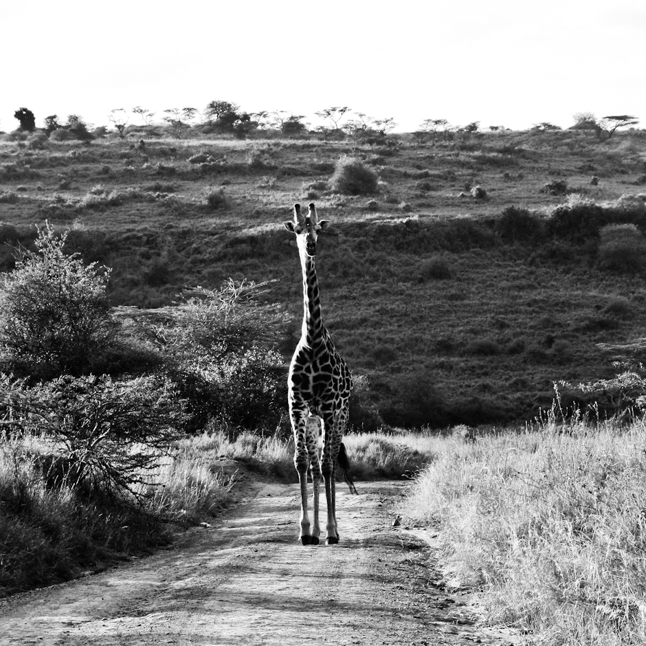 Giraffe im Nairobi Nationalpark