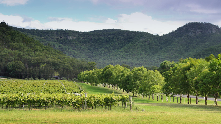 Weingarten im Hunter Valley, New South Wales
