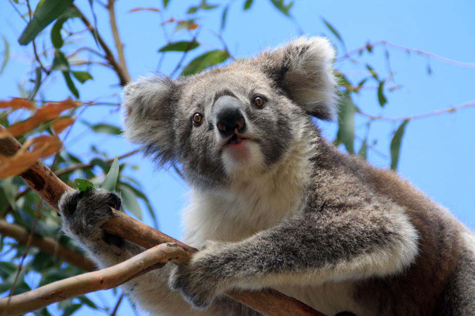 Koala auf Raymond Island, The Lakes National Park