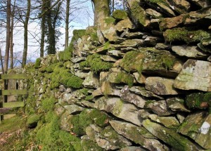 Alte, englische Steinmauer am Dales Way bei Bowness on Windermere, Lake District